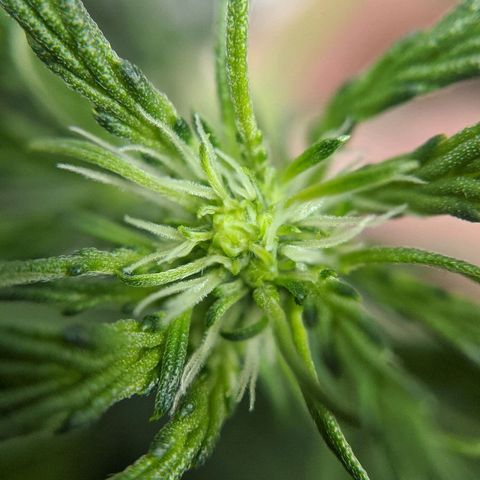 Double grape #1 growlog timeline photo