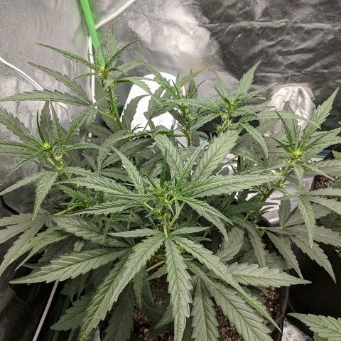Double grape #1 growlog timeline photo