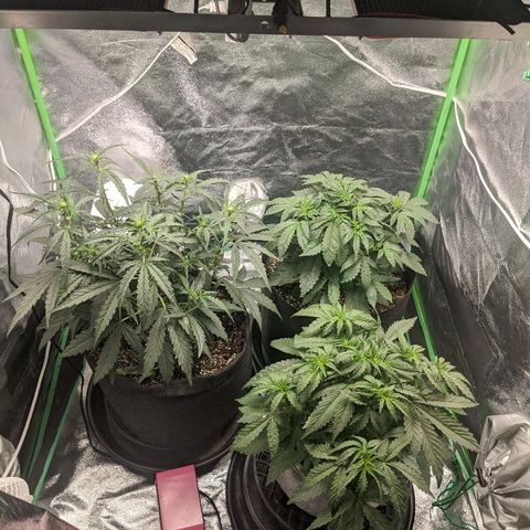 Double grape #1 growlog timeline photo
