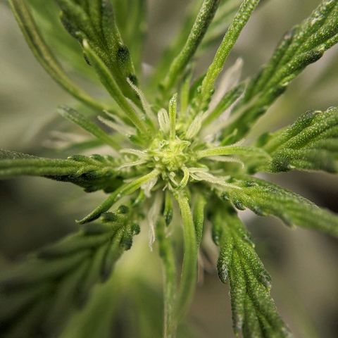 Double grape #1 growlog timeline photo