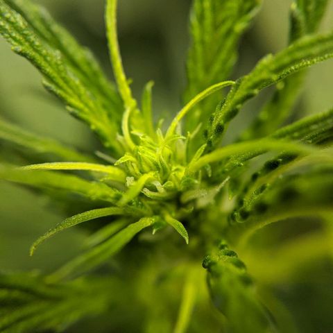 Double grape #1 growlog timeline photo