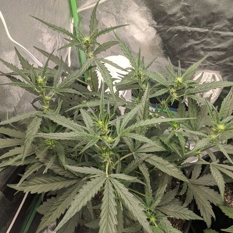 Double grape #1 growlog timeline photo