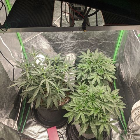 Double grape #1 growlog timeline photo