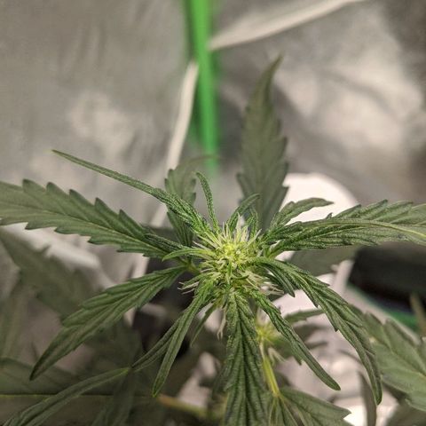 Double grape #1 growlog timeline photo