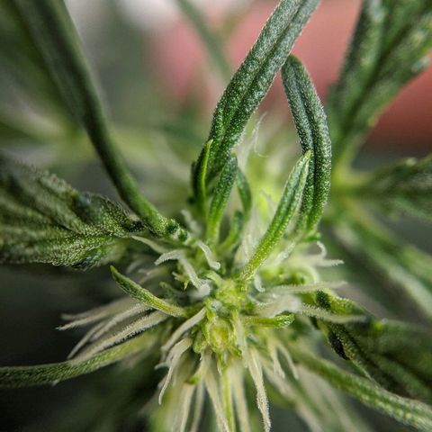 Double grape #1 growlog timeline photo