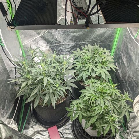 Double grape #1 growlog timeline photo