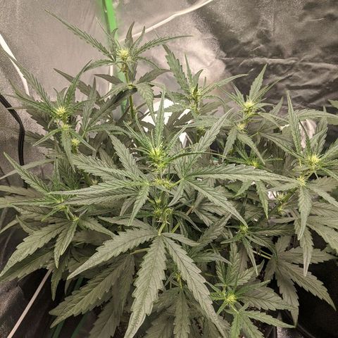 Double grape #1 growlog timeline photo