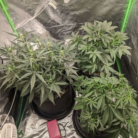 Double grape #1 growlog timeline photo