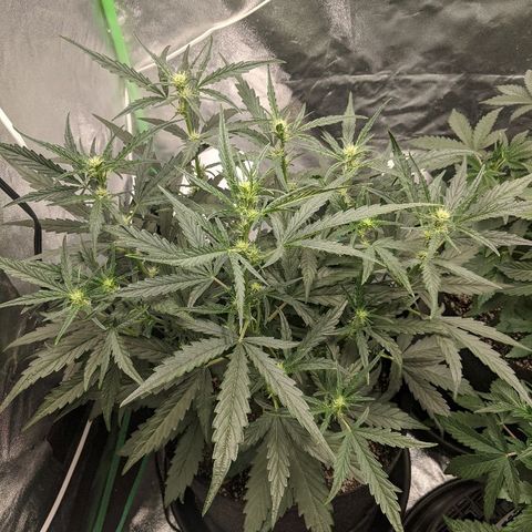 Double grape #1 growlog timeline photo