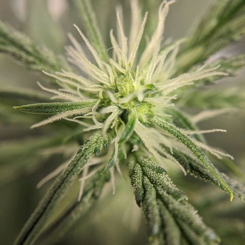 Double grape #1 growlog timeline photo