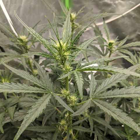Double grape #1 growlog timeline photo