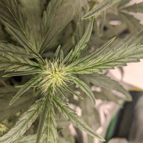 Double grape #1 growlog timeline photo