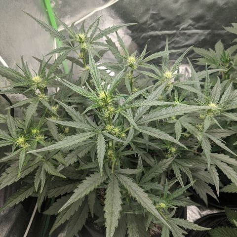 Double grape #1 growlog timeline photo