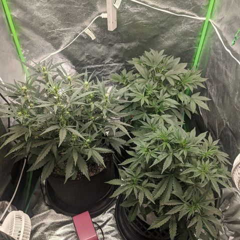 Double grape #1 growlog timeline photo