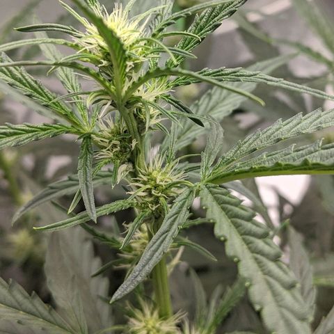 Double grape #1 growlog timeline photo