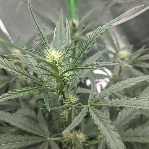 Double grape #1 growlog timeline photo