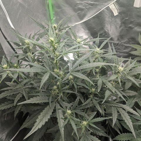 Double grape #1 growlog timeline photo