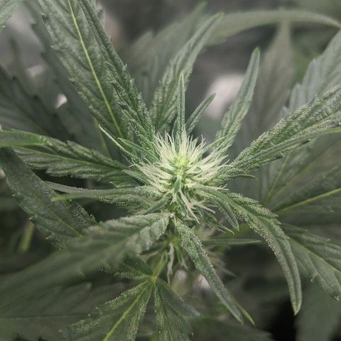 Double grape #1 growlog timeline photo