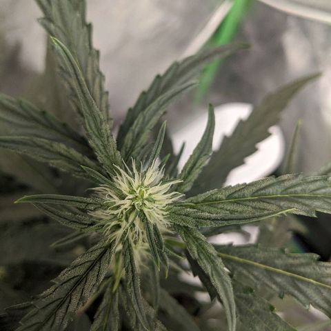 Double grape #1 growlog timeline photo