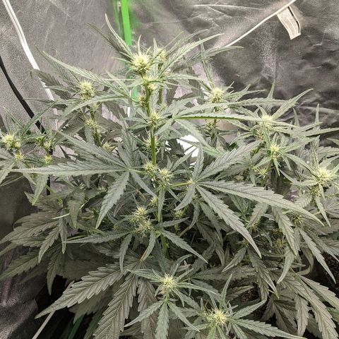 Double grape #1 growlog timeline photo
