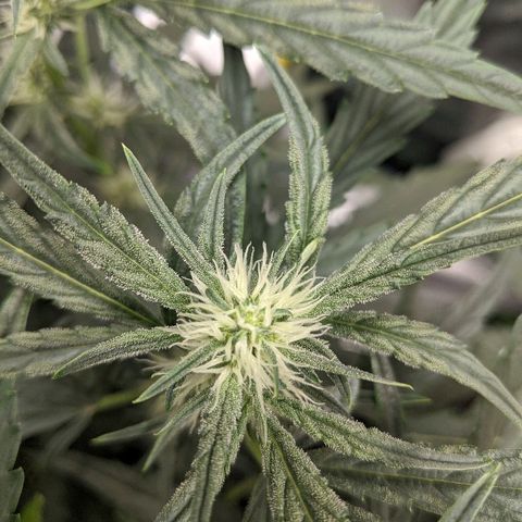 Double grape #1 growlog timeline photo