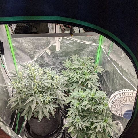 Double grape #1 growlog timeline photo