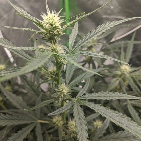 Double grape #1 growlog timeline photo
