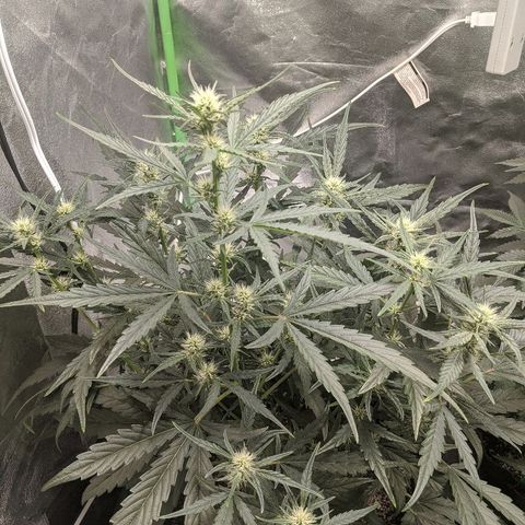 Double grape #1 growlog timeline photo