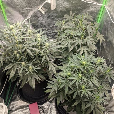 Double grape #1 growlog timeline photo