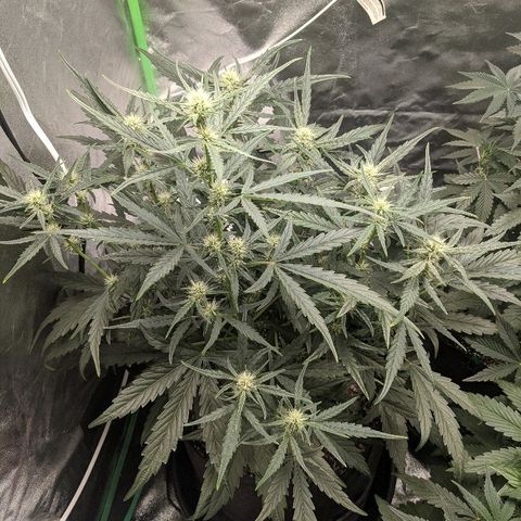 Double grape #1 growlog timeline photo