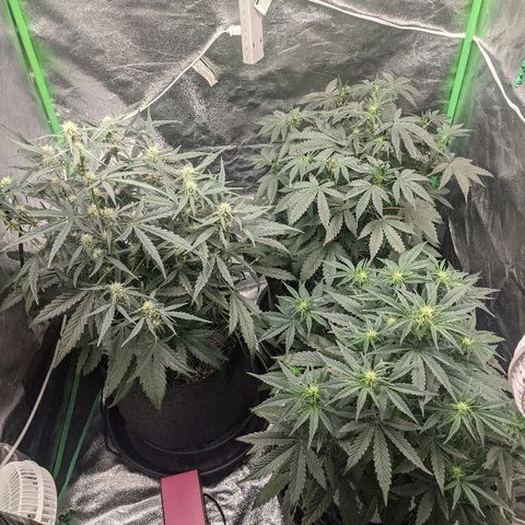 Double grape #1 growlog timeline photo
