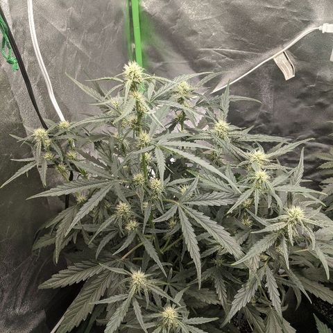Double grape #1 growlog timeline photo