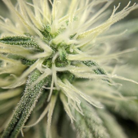 Double grape #1 growlog timeline photo