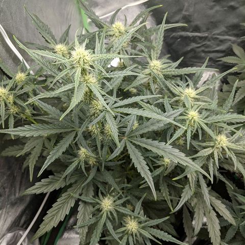 Double grape #1 growlog timeline photo