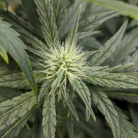 Double grape #1 growlog timeline photo
