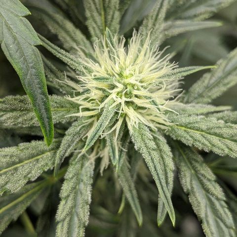 Double grape #1 growlog timeline photo
