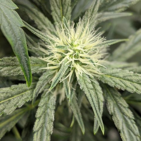 Double grape #1 growlog timeline photo