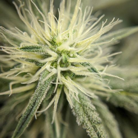 Double grape #1 growlog timeline photo