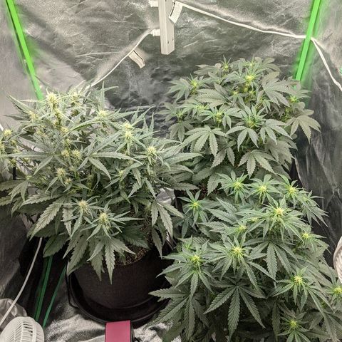 Double grape #1 growlog timeline photo