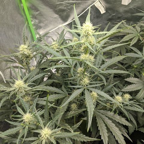 Double grape #1 growlog timeline photo