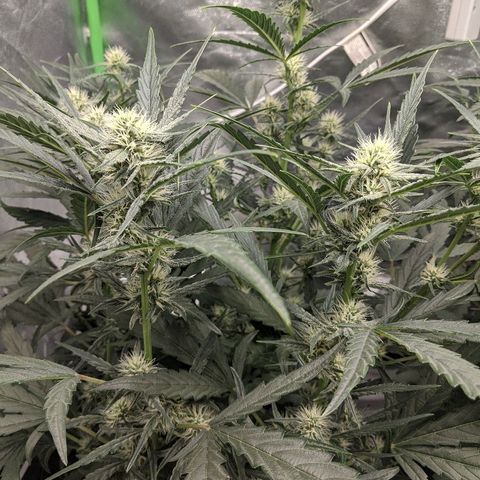 Double grape #1 growlog timeline photo