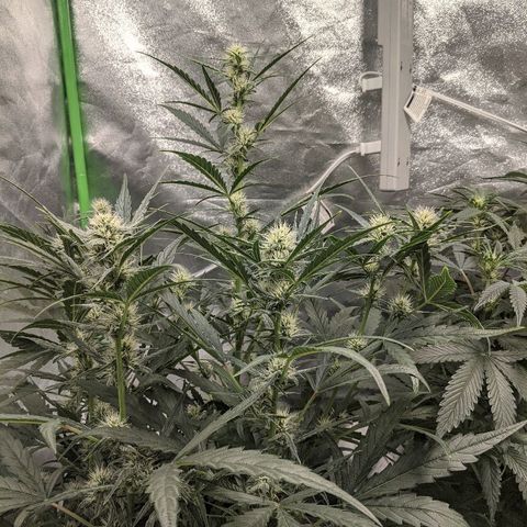 Double grape #1 growlog timeline photo