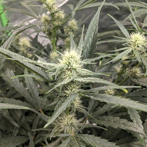 Double grape #1 growlog timeline photo