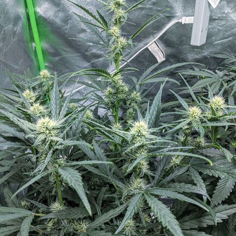 Double grape #1 growlog timeline photo