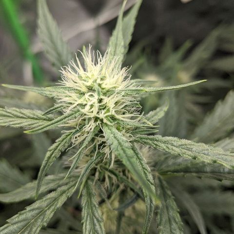 Double grape #1 growlog timeline photo