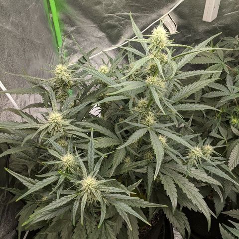 Double grape #1 growlog timeline photo