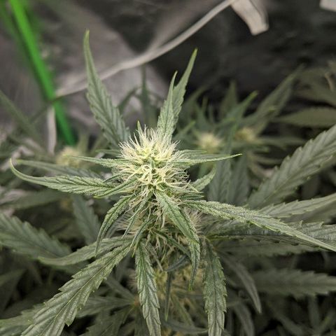 Double grape #1 growlog timeline photo