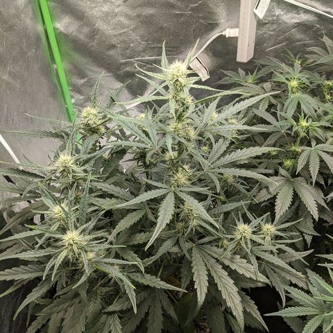 Double grape #1 growlog timeline photo