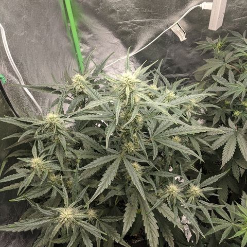 Double grape #1 growlog timeline photo