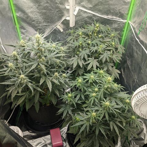 Double grape #1 growlog timeline photo